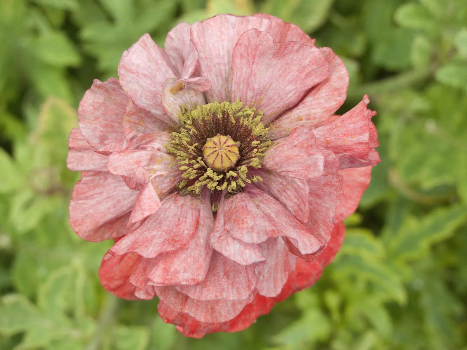 Shirley, Field Or Flanders Poppy (Papaver Rhoeas 'Red Shirley') — stagger plantings at 2- to 3-week intervals