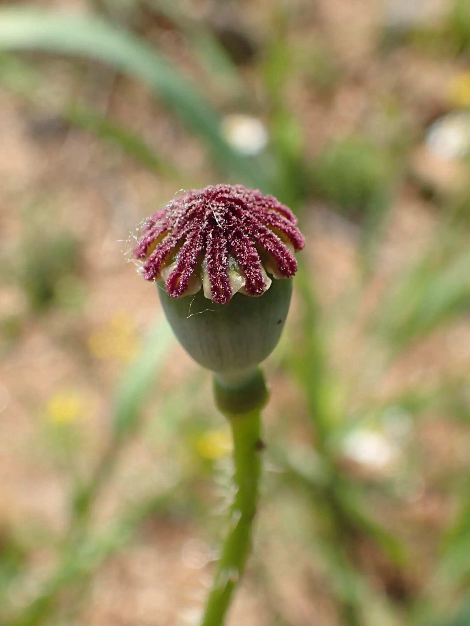 Shirley, Field Or Flanders Poppy (Papaver Rhoeas 'Red Shirley') — hardiness zones 2 to 8 and flourishes in full sun to partial shade