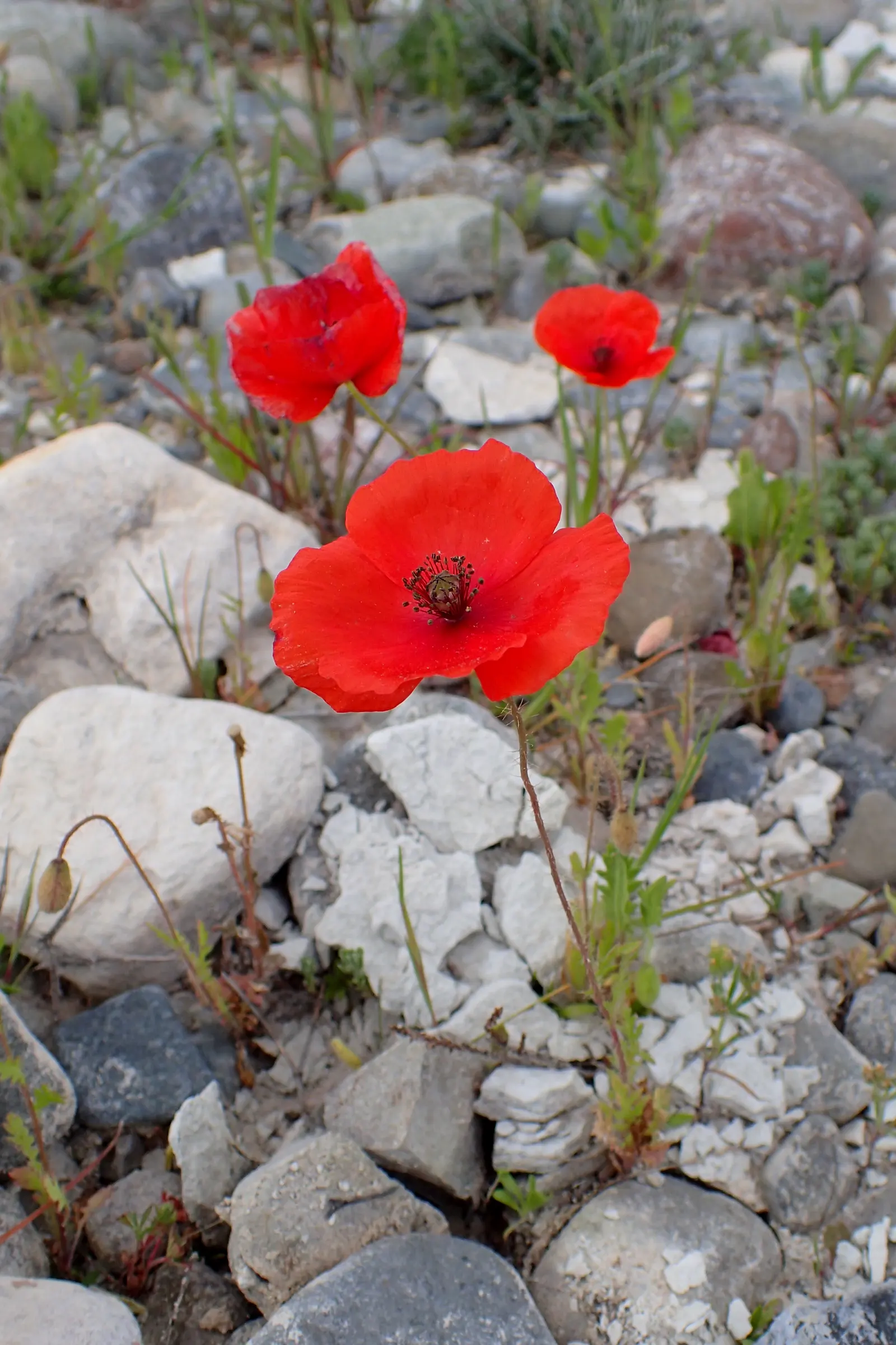 Shirley, Field Or Flanders Poppy (Papaver Rhoeas 'Red Shirley') — It is particularly celebrated for its poignant history as a remembrance symbol for fallen
