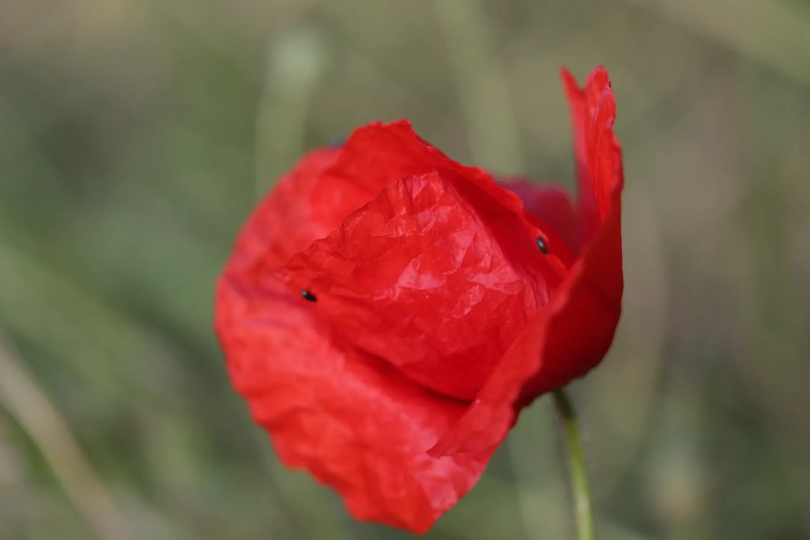 Shirley, Field Or Flanders Poppy (Papaver Rhoeas 'Red Shirley') — red-petaled blooms with a satin sheen; this poppy thrives in U.S