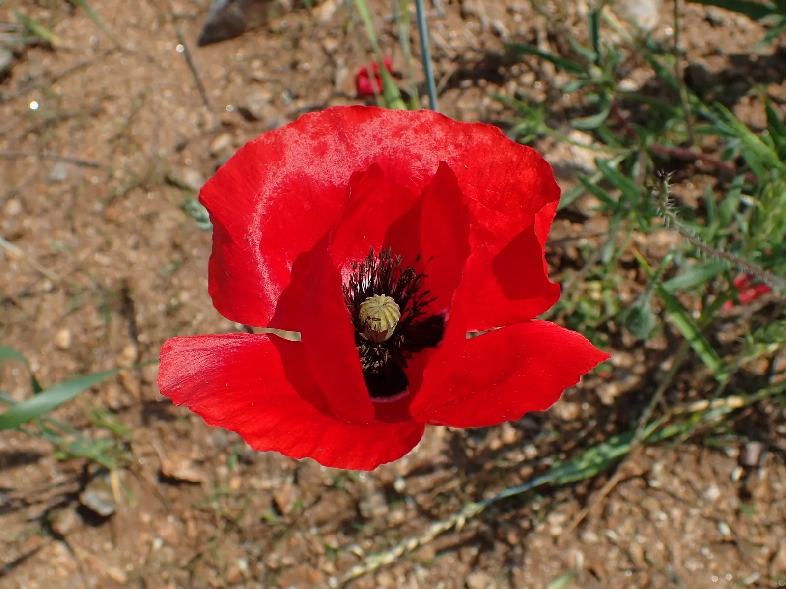 Shirley, Field Or Flanders Poppy (Papaver Rhoeas 'Red Shirley') — is a stunning annual that brings a bold splash of color to any landscape
