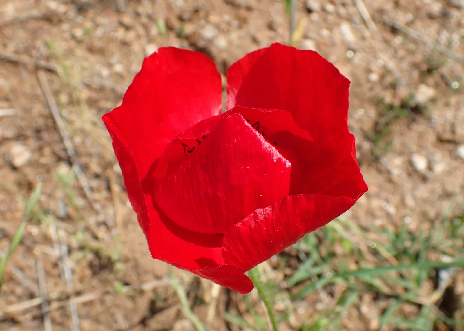 Shirley, Field Or Flanders Poppy (Papaver Rhoeas 'Red Shirley') — Sowing should occur when the risk of frost has passed