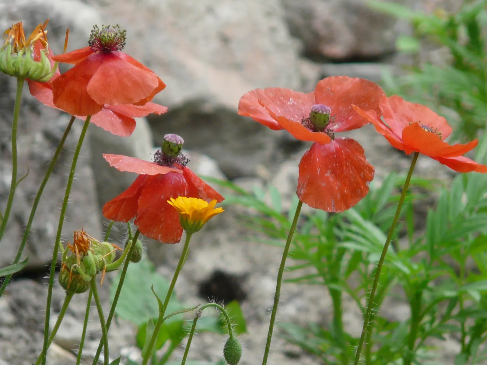 Shirley, Field Or Flanders Poppy (Papaver Rhoeas 'Red Shirley') — often with a hue of white or pink at the petal base