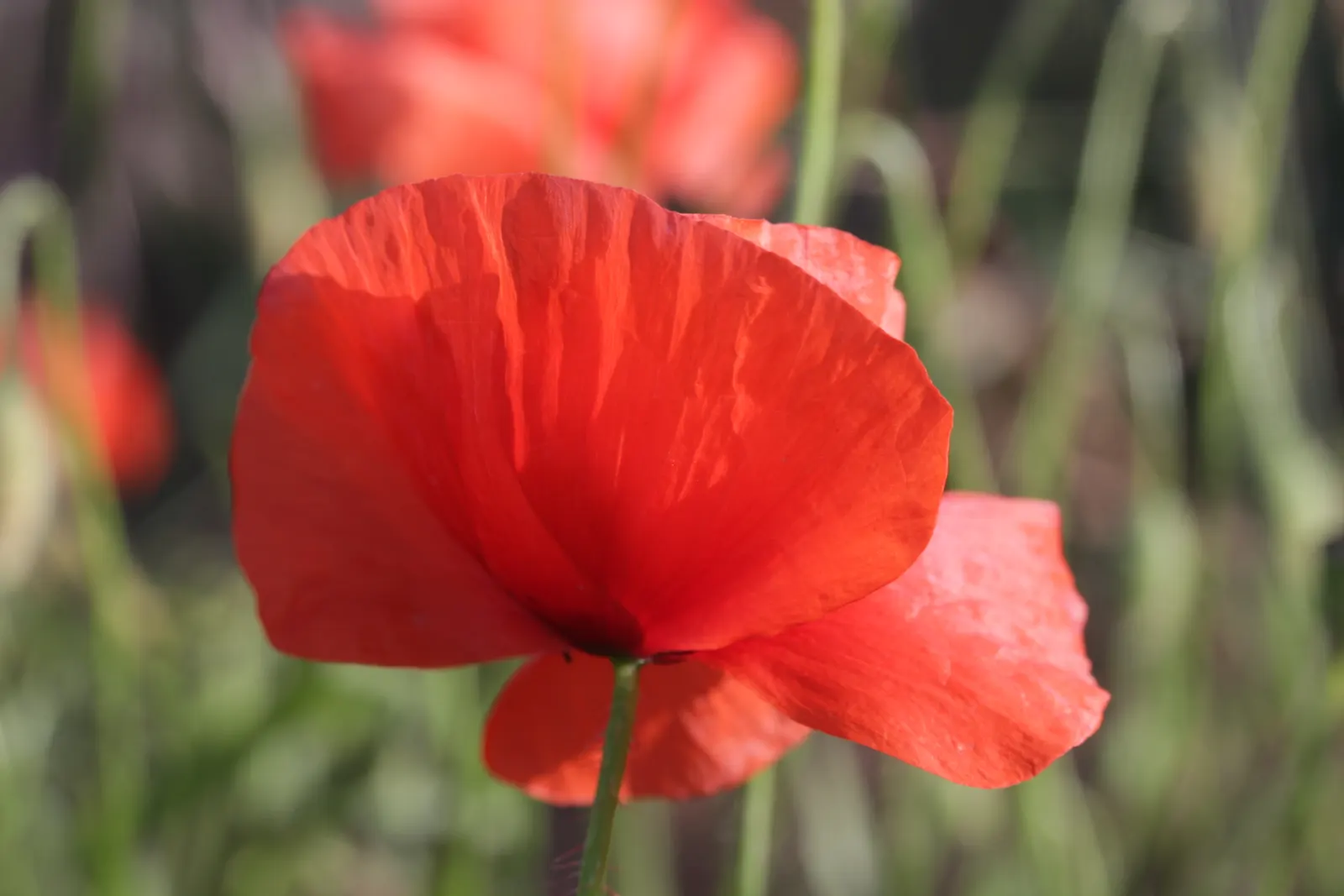 Shirley, Field Or Flanders Poppy (Papaver Rhoeas 'Red Shirley') — adding a subtle contrast and depth to the flower's appearance; they contribute to