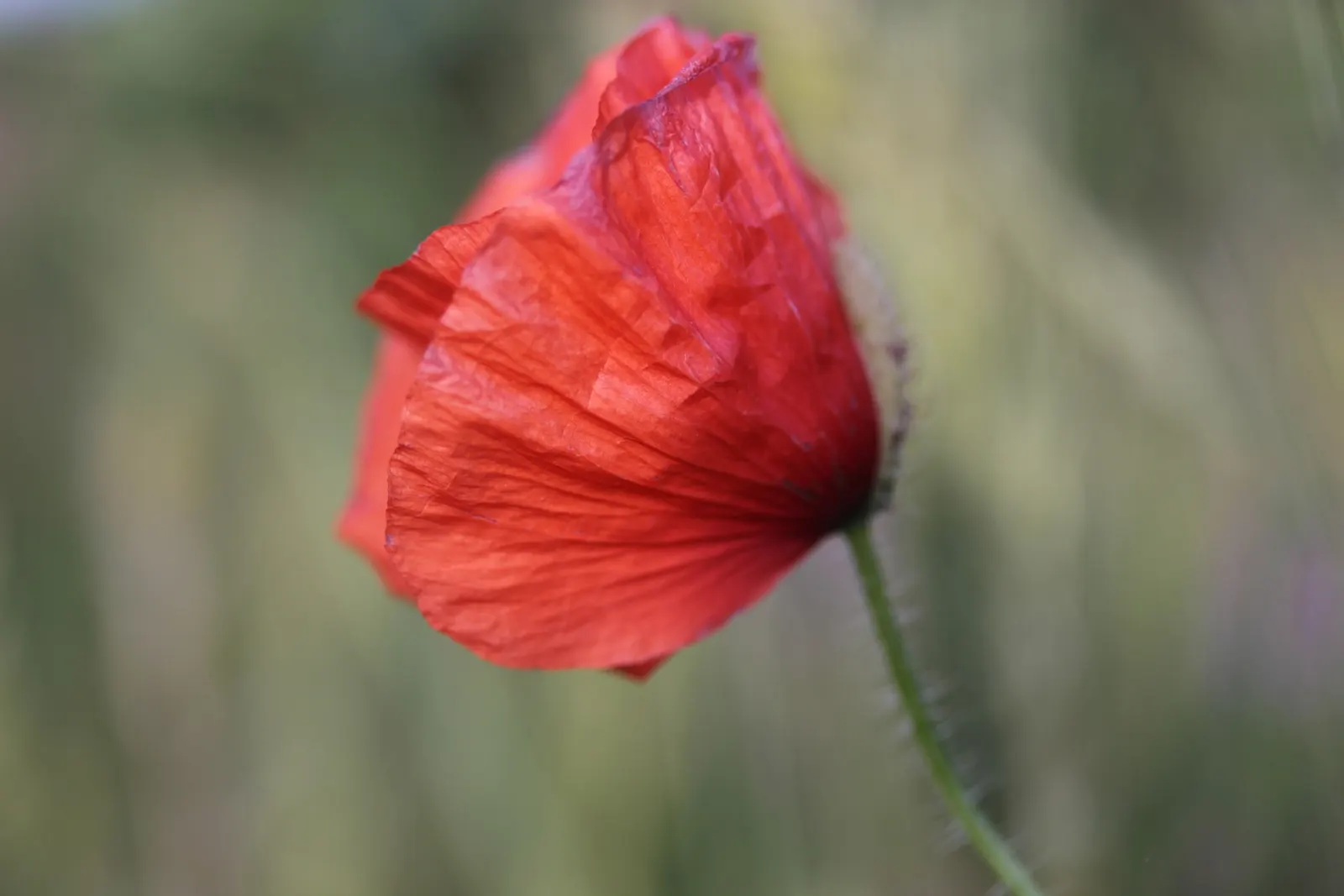 Shirley, Field Or Flanders Poppy (Papaver Rhoeas 'Red Shirley') — This poppy thrives in U.S; they contribute to biodiversity by attracting various pollinators