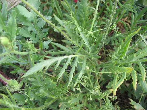 Shirley, Field Or Flanders Poppy (Papaver Rhoeas 'Red Shirley') — Sowing should occur when the risk of frost has passed; ideal for adding a splash of color to