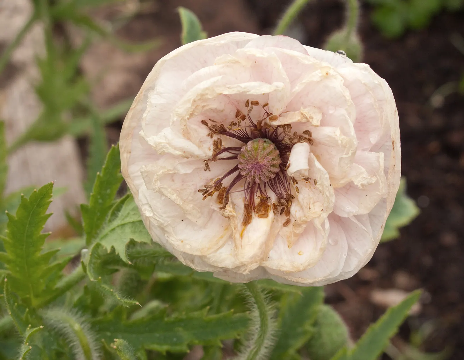 Shirley, Field Or Flanders Poppy (Papaver Rhoeas 'Red Shirley') — multi-colored and red flowers in the garden