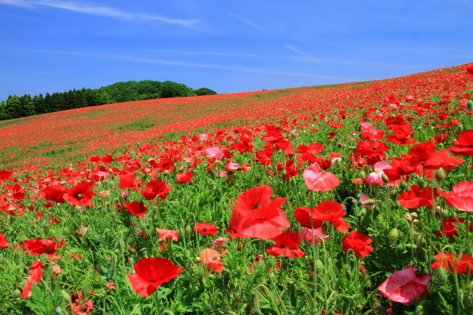 Shirley, Field Or Flanders Poppy (Papaver Rhoeas 'Red Shirley') — Blossoms are typically around 3-4 inches in diameter, atop slender stems reaching 18-30 inches