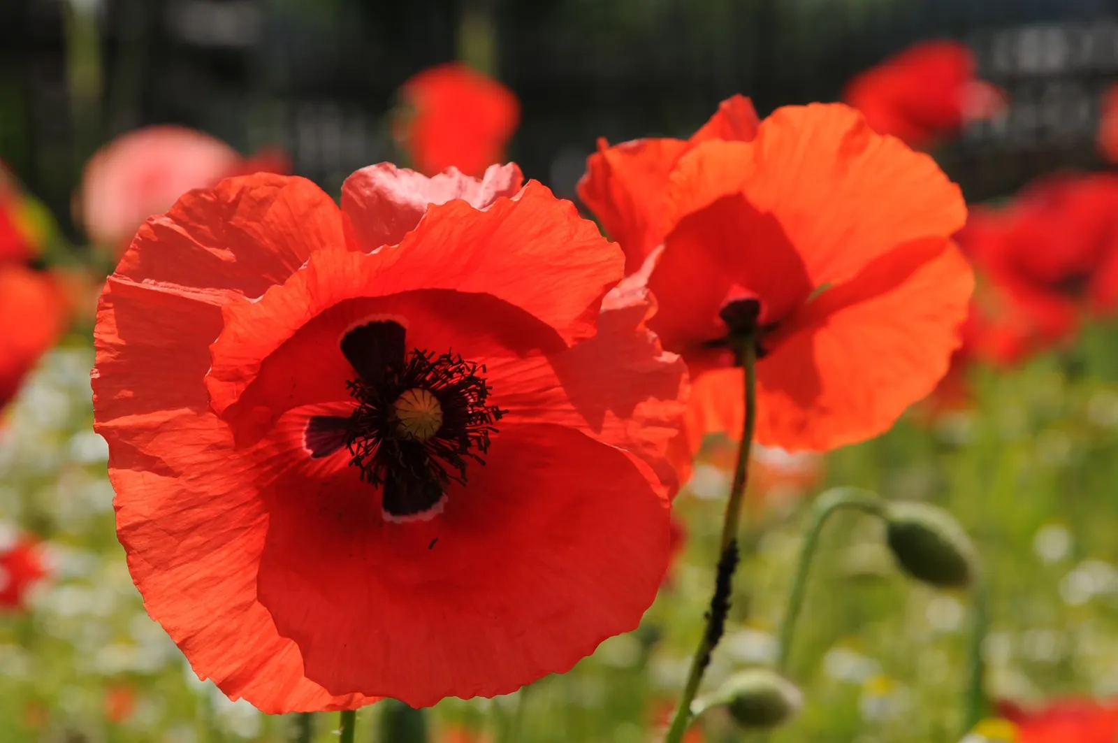 Shirley, Field Or Flanders Poppy (Papaver Rhoeas 'Red Shirley') — measuring up to 4 inches in diameter