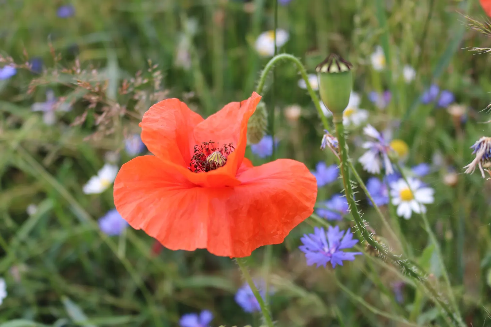 Shirley, Field Or Flanders Poppy (Papaver Rhoeas 'Red Shirley') — feature a distinctive dark center