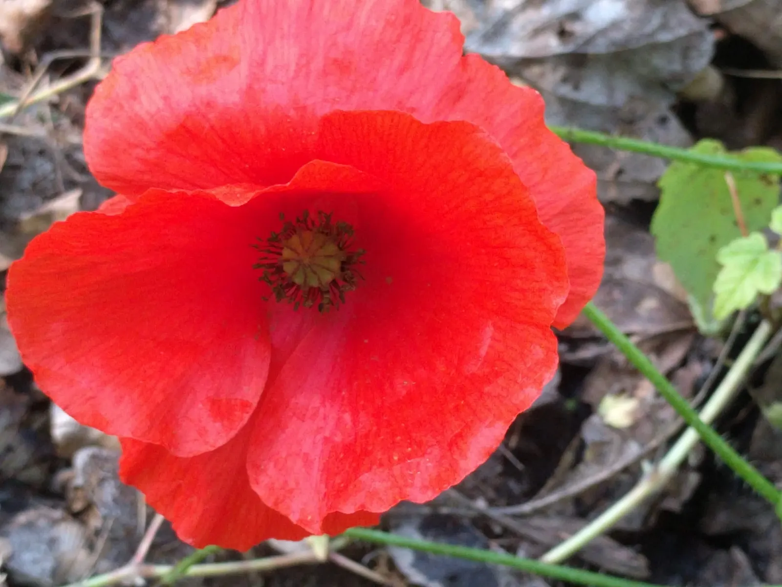 Shirley, Field Or Flanders Poppy (Papaver Rhoeas 'Red Shirley') — It is particularly celebrated for its poignant history as a remembrance symbol, image 38