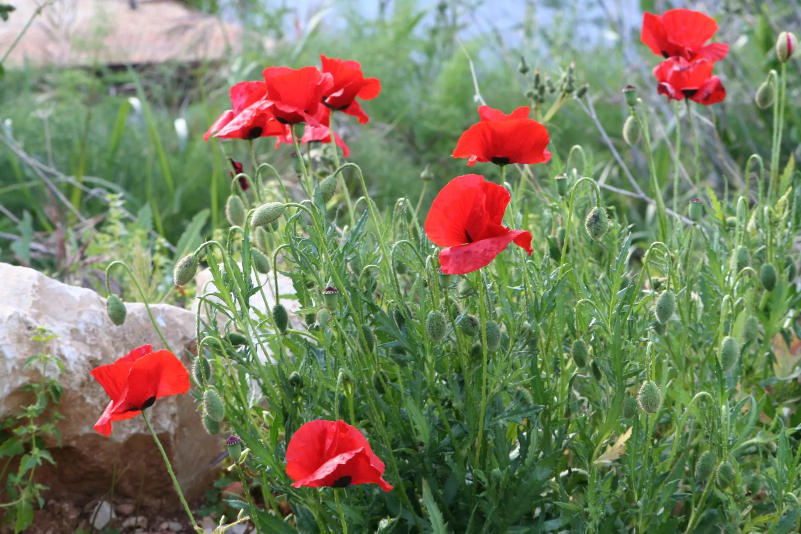 Shirley, Field Or Flanders Poppy (Papaver Rhoeas 'Red Shirley') — ensuring a return of these cherished blooms in subsequent years; ideal for adding a splash of
