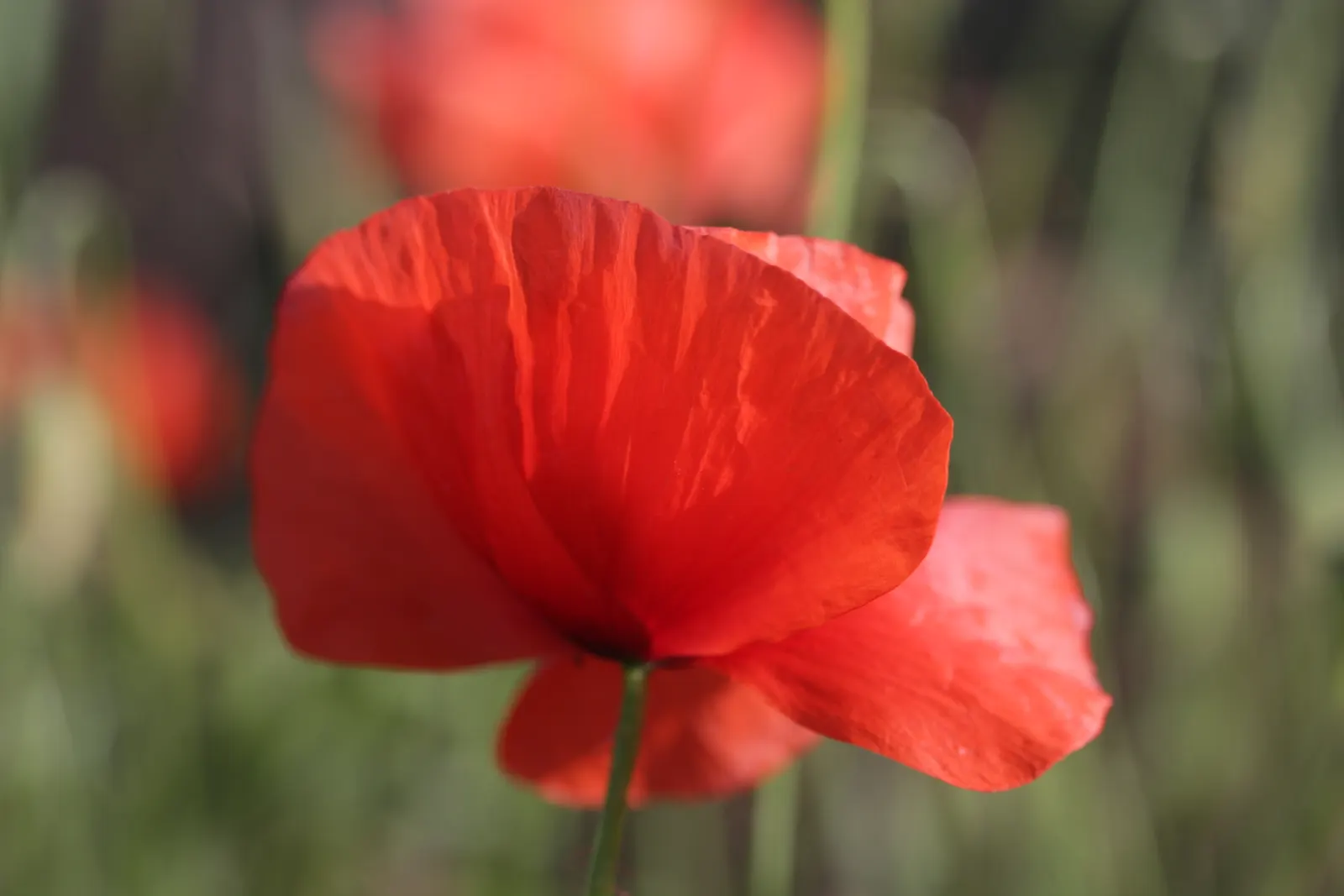 Shirley, Field Or Flanders Poppy (Papaver Rhoeas 'Red Shirley') — Ideal for adding a splash of color to borders and meadows; ensuring a return of these
