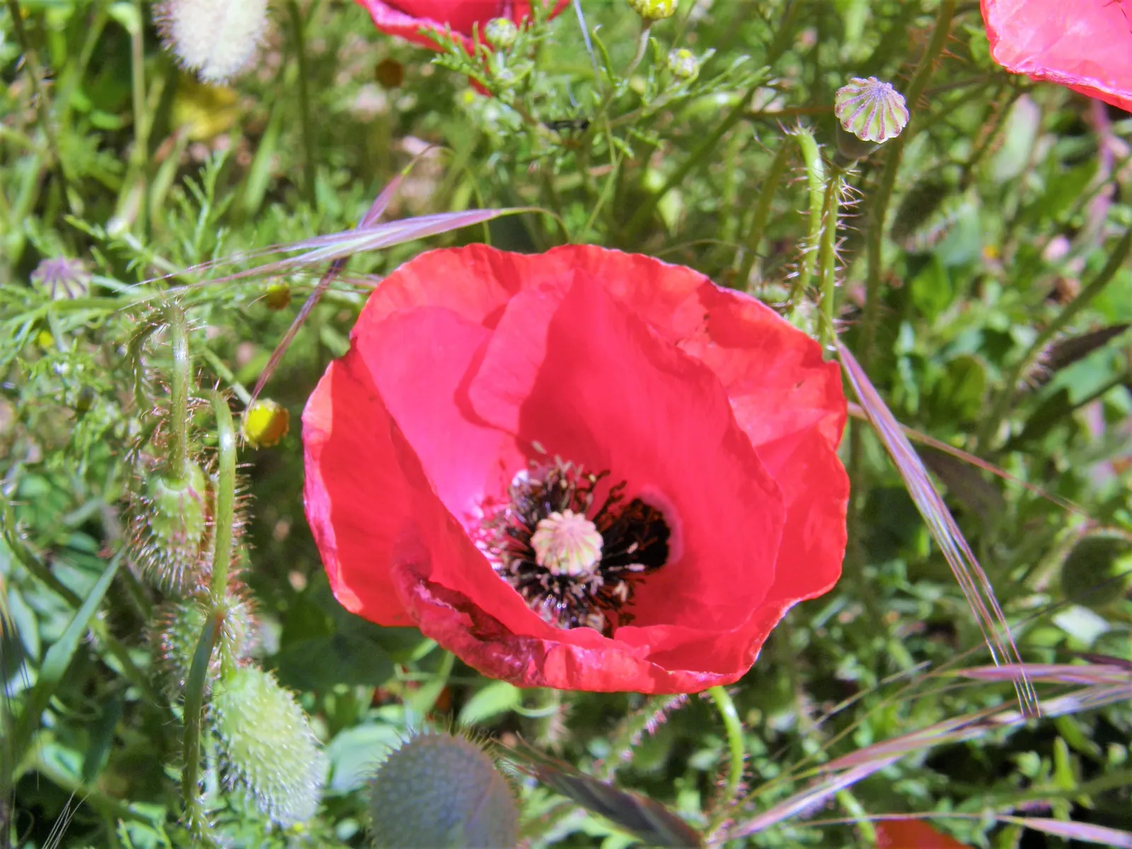 Shirley, Field Or Flanders Poppy (Papaver Rhoeas 'Red Shirley') — these poppies thrive in full sun and well-drained soil