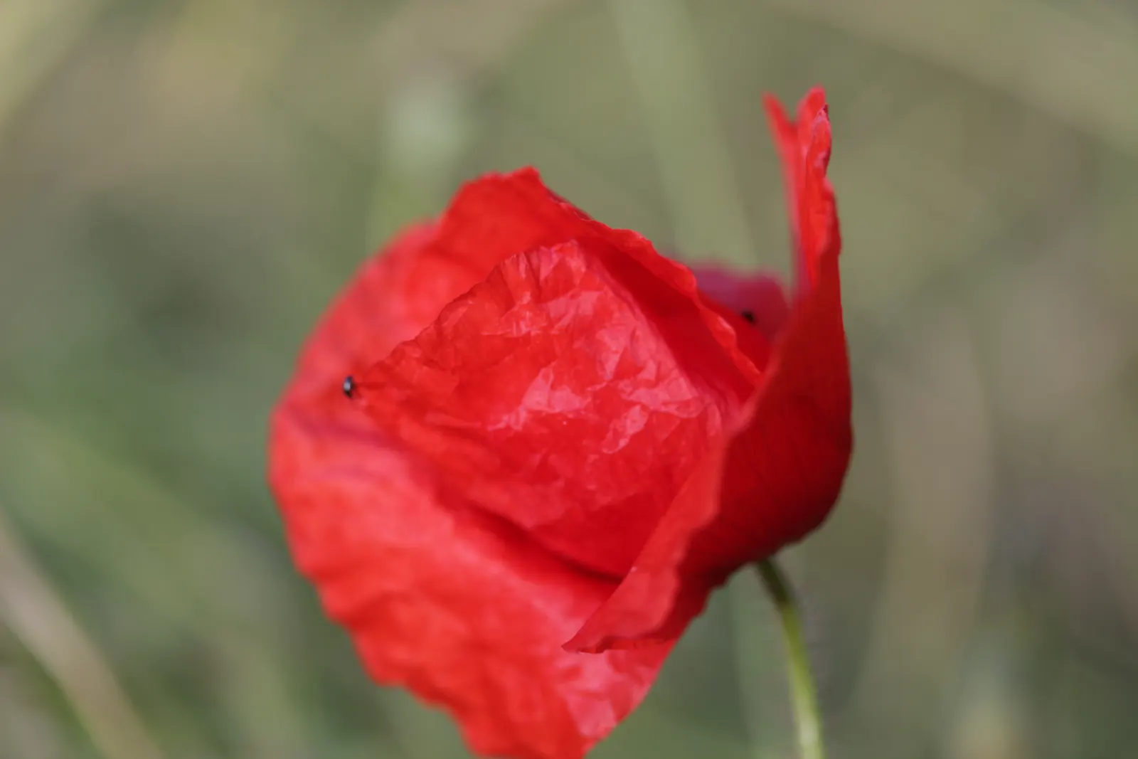 Shirley, Field Or Flanders Poppy (Papaver Rhoeas 'Red Shirley') — Blooms peak in late spring to early summer; they contribute to biodiversity by attracting