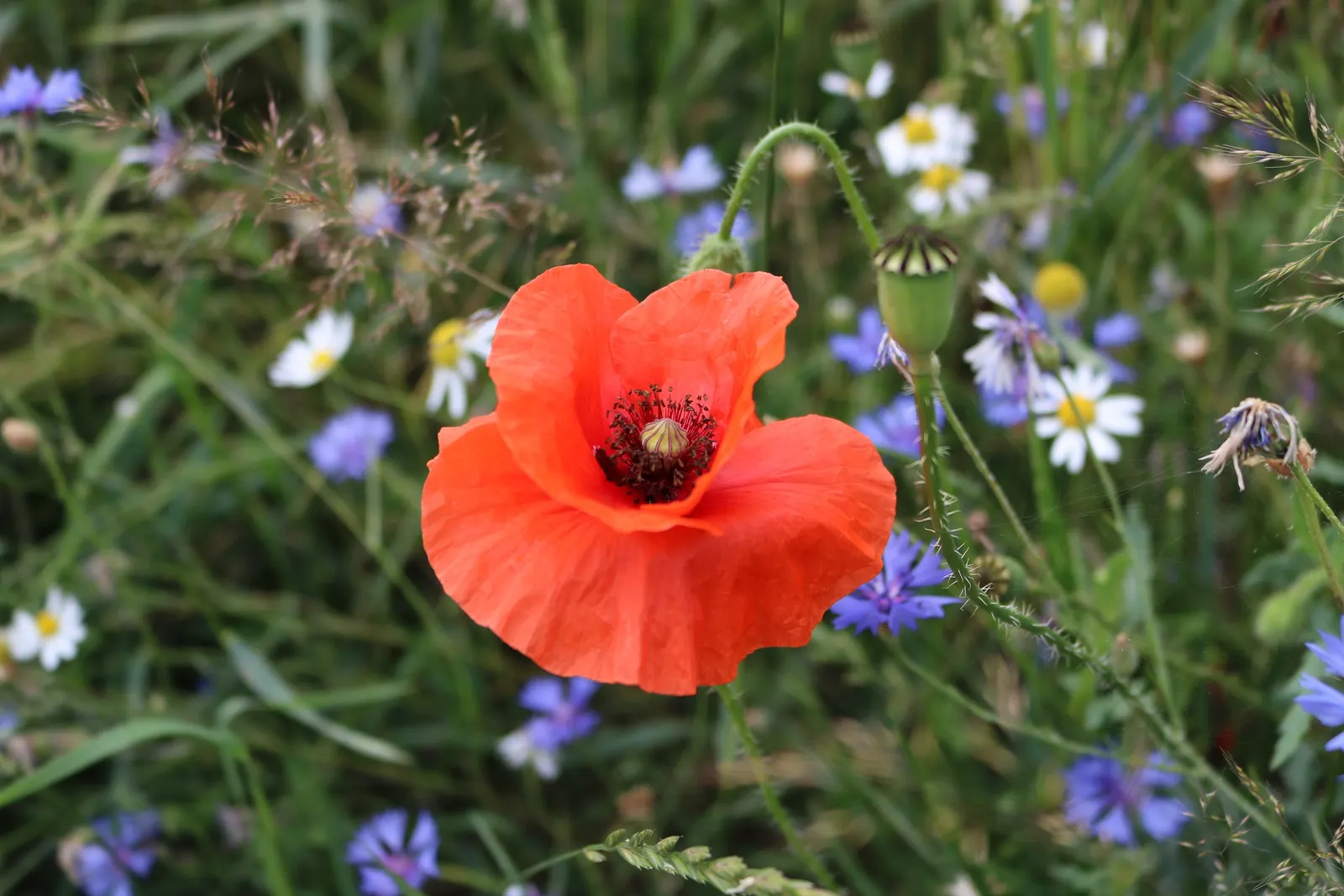Shirley, Field Or Flanders Poppy (Papaver Rhoeas 'Red Shirley') — often with a hue of white or pink at the petal base; this poppy thrives in U.S