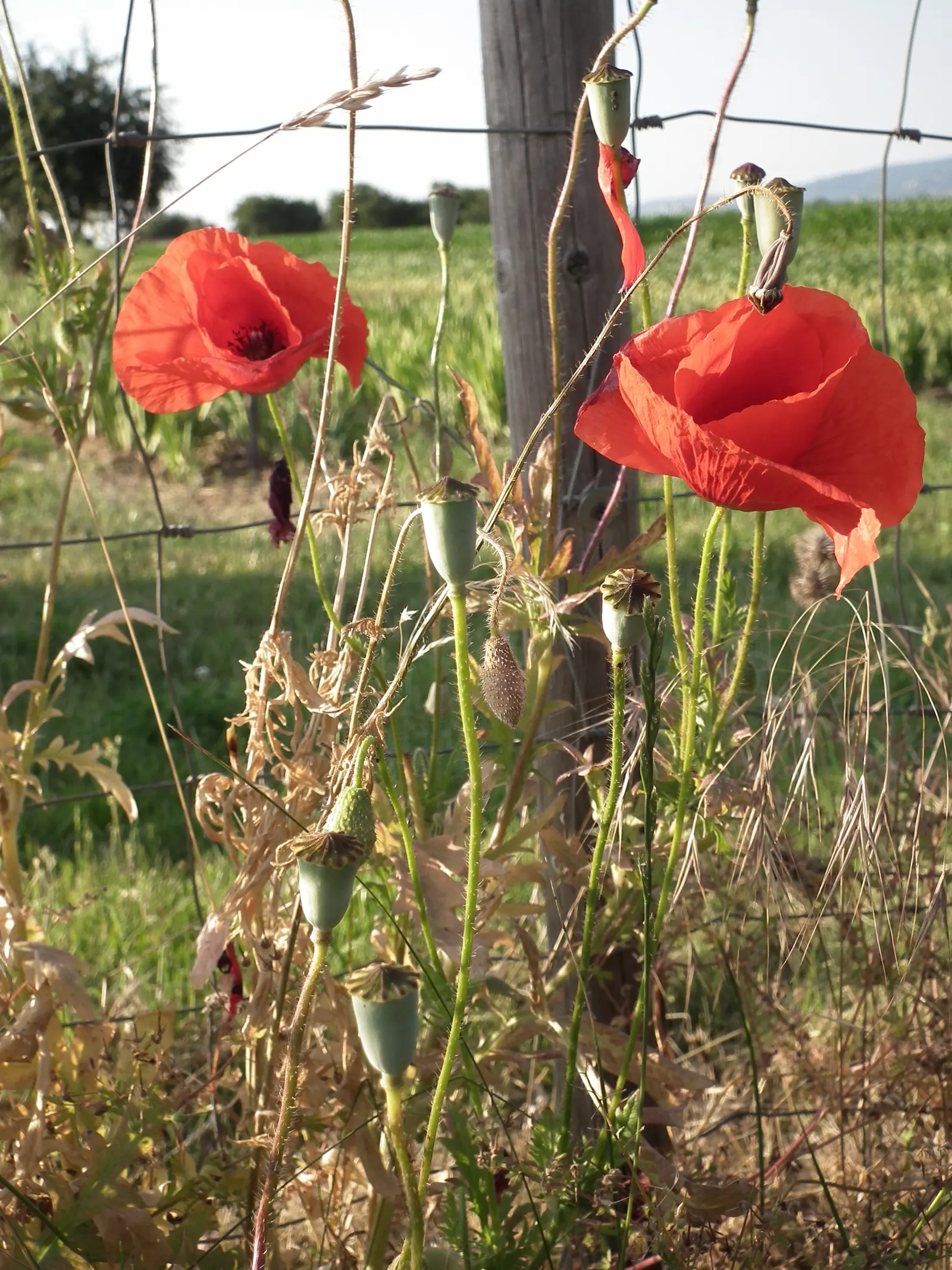 Shirley, Field Or Flanders Poppy (Papaver Rhoeas 'Red Shirley') — feature a distinctive dark center; ideal for adding a splash of color to borders and meadows