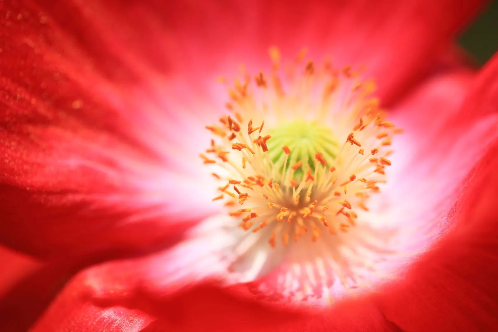 Shirley, Field Or Flanders Poppy (Papaver Rhoeas 'Red Shirley') — thus supporting the local ecosystem.<br><br>To ensure a season-long display