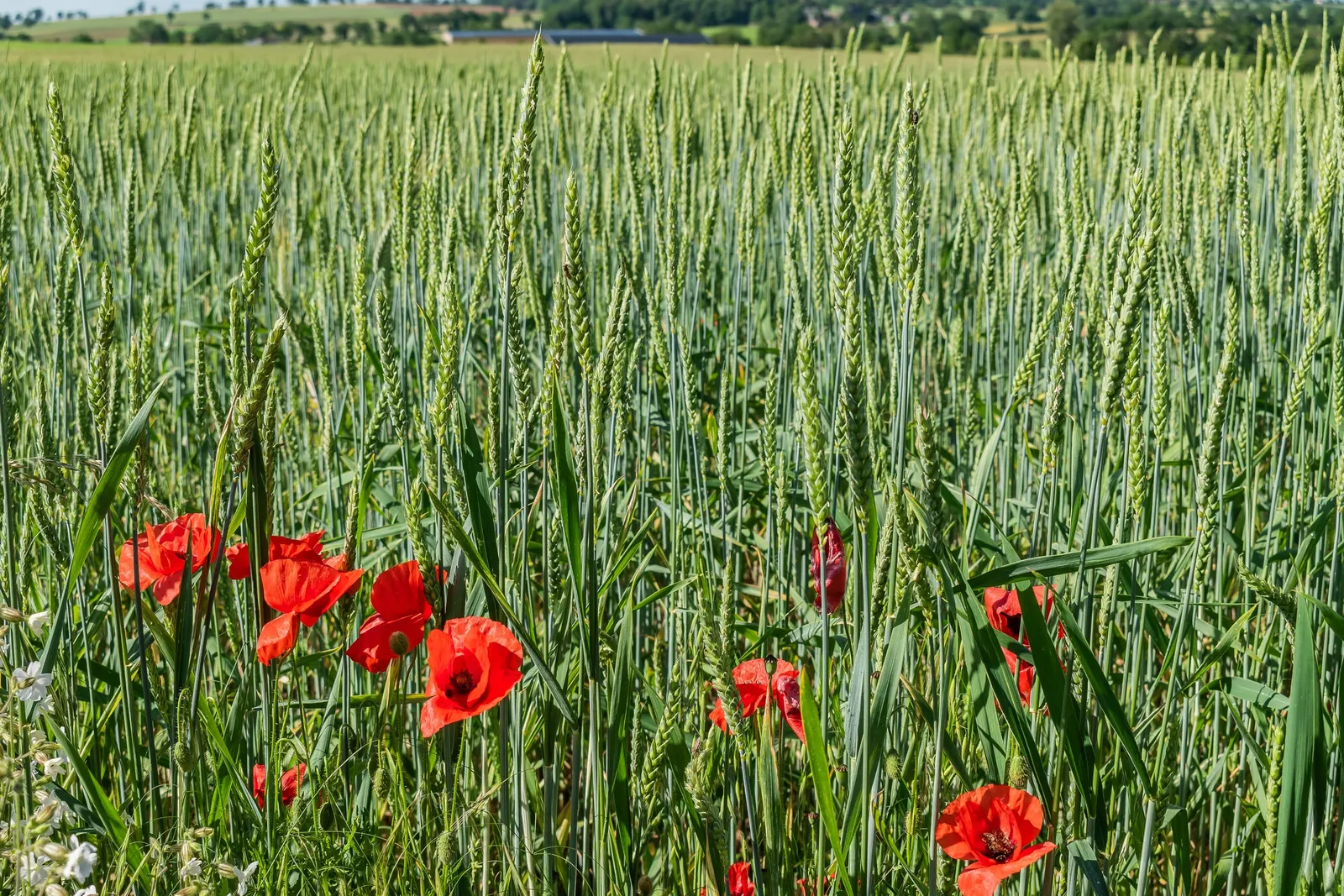 Shirley, Field Or Flanders Poppy (Papaver Rhoeas 'Red Shirley') — tissue-paper-like petals exhibit a radiant red hue; ideal for adding a splash of color to