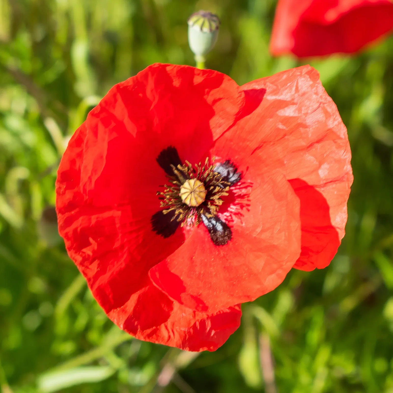 Shirley, Field Or Flanders Poppy (Papaver Rhoeas 'Red Shirley') — Blooms peak in late spring to early summer