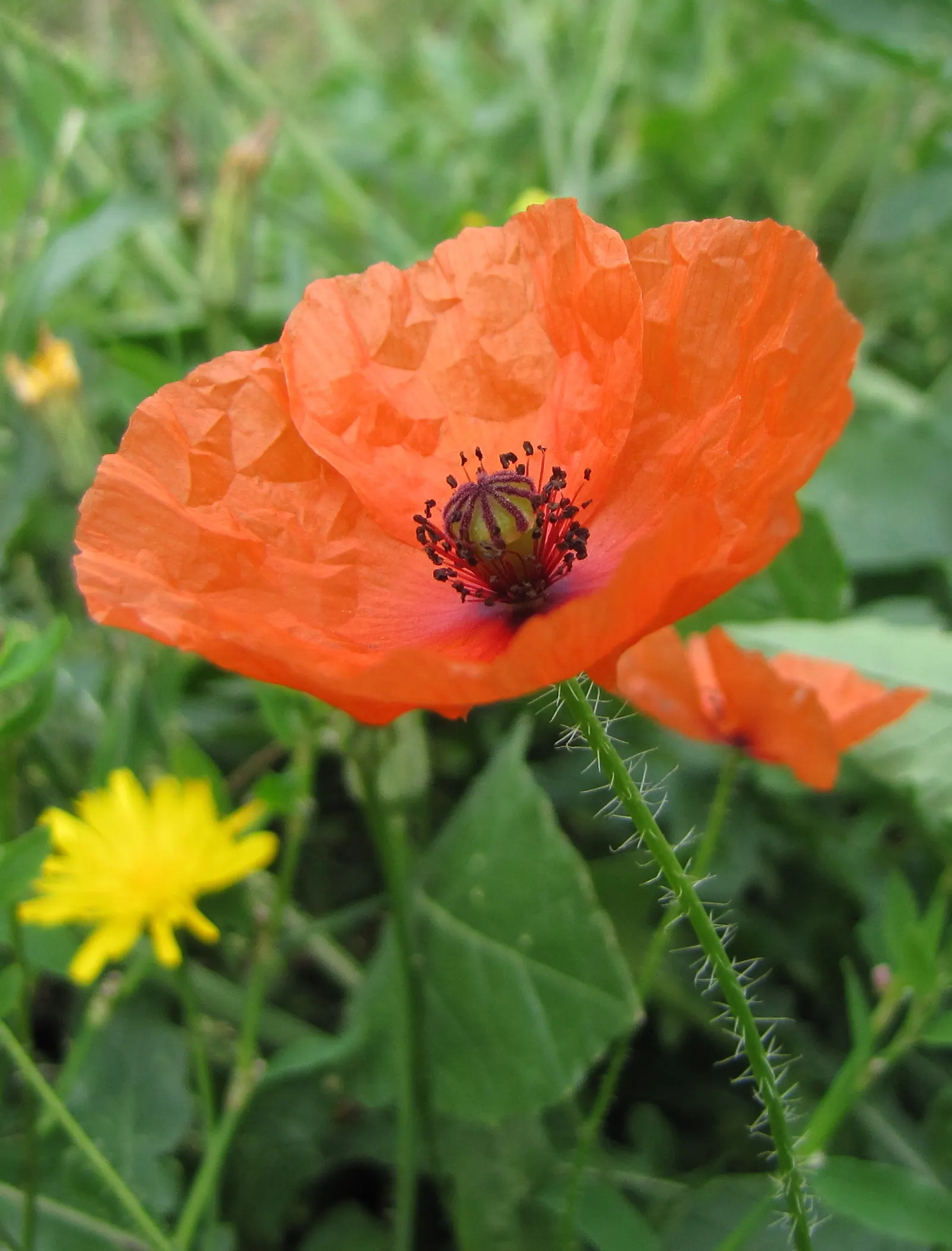 Shirley, Field Or Flanders Poppy (Papaver Rhoeas 'Red Shirley') — commonly known as the Shirley