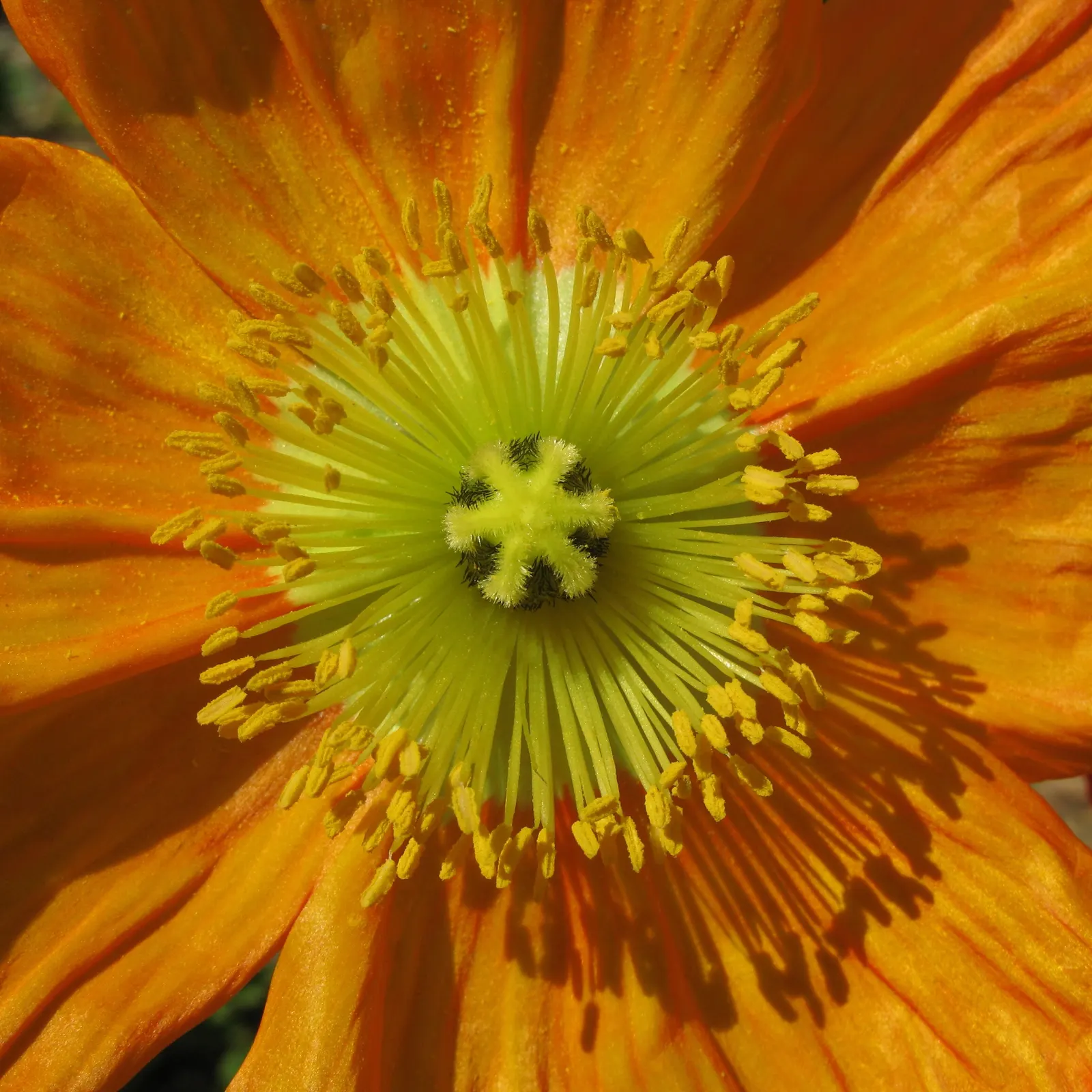 Shirley, Field Or Flanders Poppy (Papaver Rhoeas 'Red Shirley') — is a stunning annual that brings a bold splash of color to any landscape; ideal for adding a