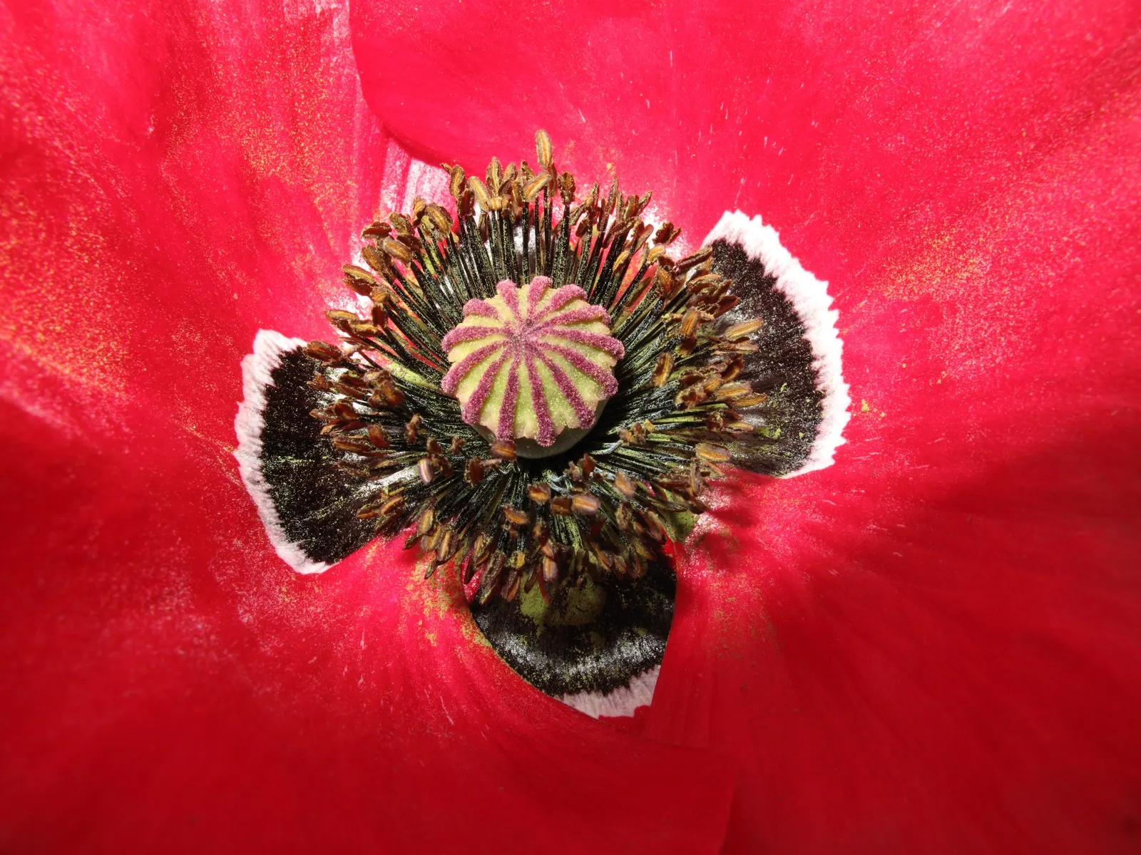 Shirley, Field Or Flanders Poppy (Papaver Rhoeas 'Red Shirley') — and soil temperatures reach approximately 60&deg;F to 70&deg;F