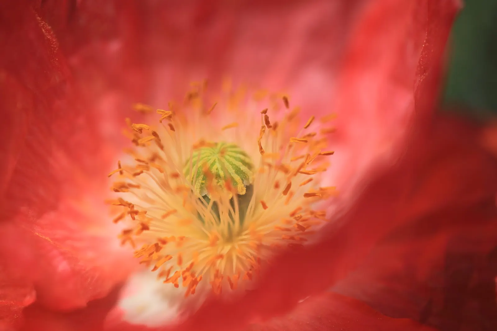 Shirley, Field Or Flanders Poppy (Papaver Rhoeas 'Red Shirley') — They're also known for their poignant symbolism, commemorating peace and remembrance; this