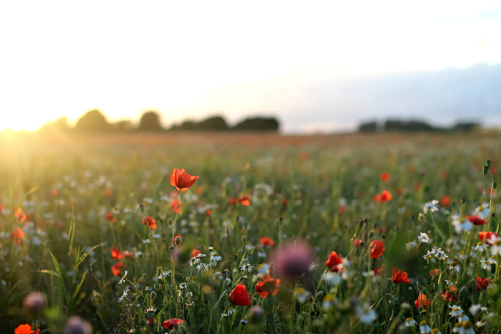 Shirley, Field Or Flanders Poppy (Papaver Rhoeas 'Red Shirley') — stagger plantings at 2- to 3-week intervals; ensuring a return of these cherished blooms in