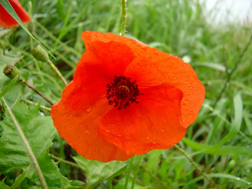Shirley, Field Or Flanders Poppy (Papaver Rhoeas 'Red Shirley') — multi-colored and red flowers in the garden; this poppy thrives in U.S