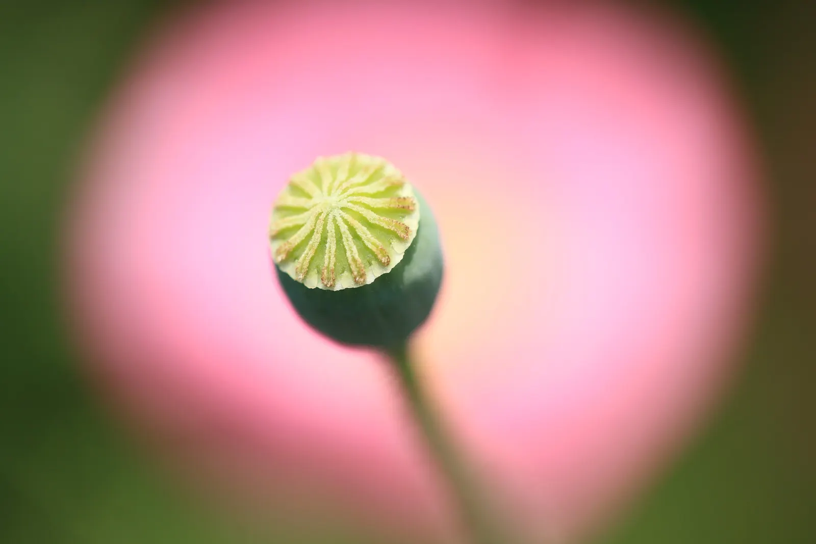 Shirley, Field Or Flanders Poppy (Papaver Rhoeas 'Red Shirley') — and soil temperatures reach approximately 60&deg;F to 70&deg;F; this poppy thrives in U.S
