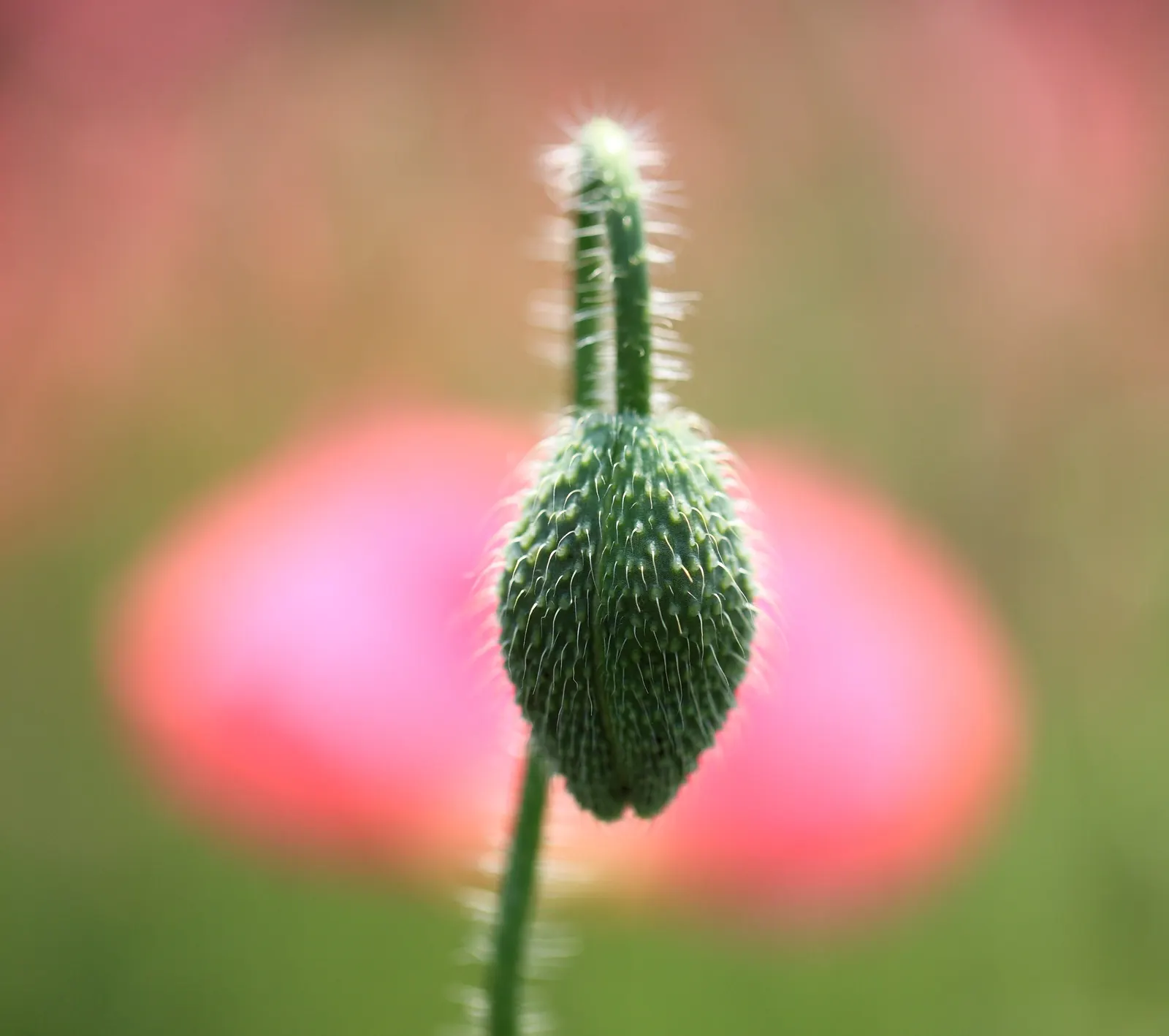 Shirley, Field Or Flanders Poppy (Papaver Rhoeas 'Red Shirley') — They're also known for their poignant symbolism, commemorating peace and remembrance