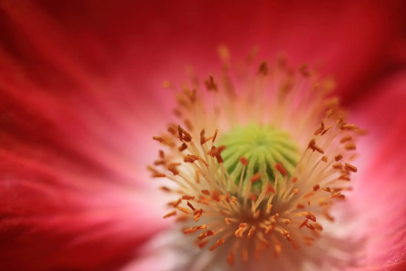 Shirley, Field Or Flanders Poppy (Papaver Rhoeas 'Red Shirley') — ensuring a return of these cherished blooms in subsequent years