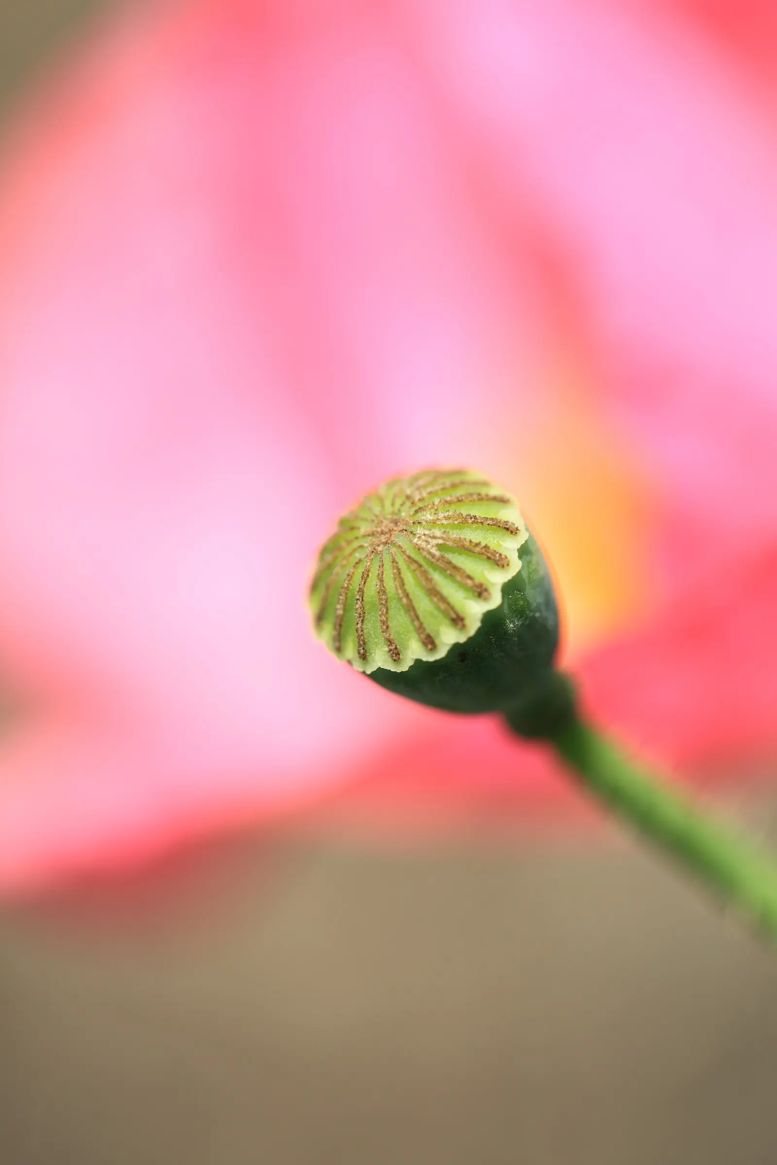 Shirley, Field Or Flanders Poppy (Papaver Rhoeas 'Red Shirley') — is a delicate annual featuring showy
