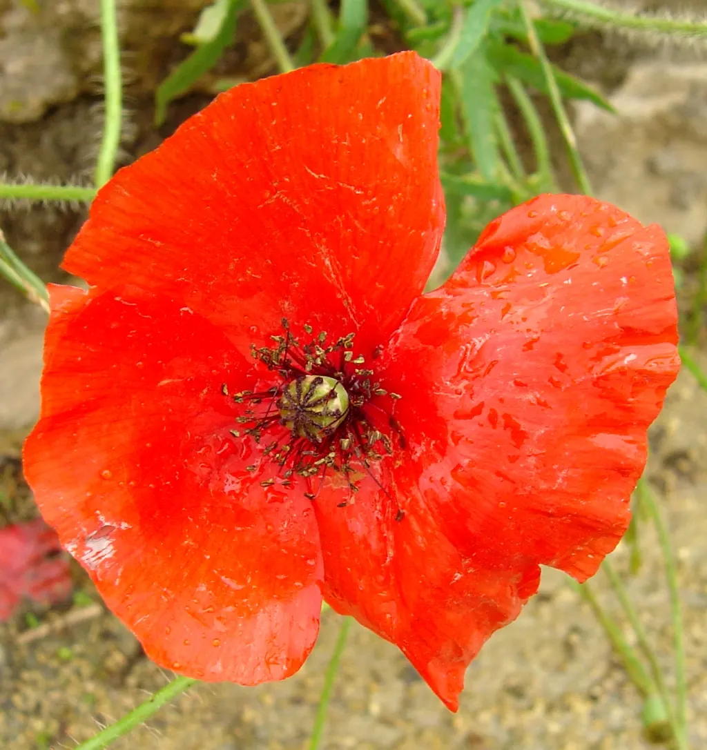 Shirley, Field Or Flanders Poppy (Papaver Rhoeas 'Red Shirley') — tissue-paper-like petals exhibit a radiant red hue