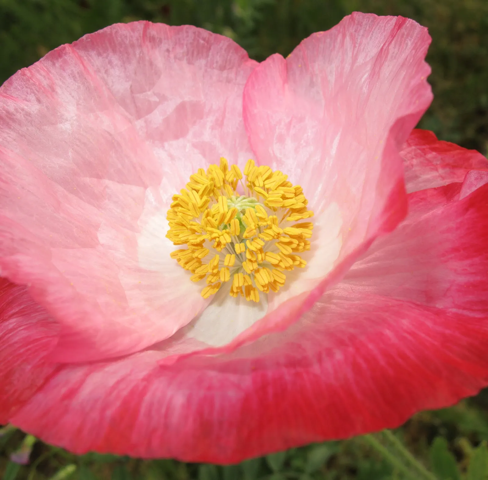 Shirley, Field Or Flanders Poppy (Papaver Rhoeas 'Red Shirley') — This poppy thrives in U.S