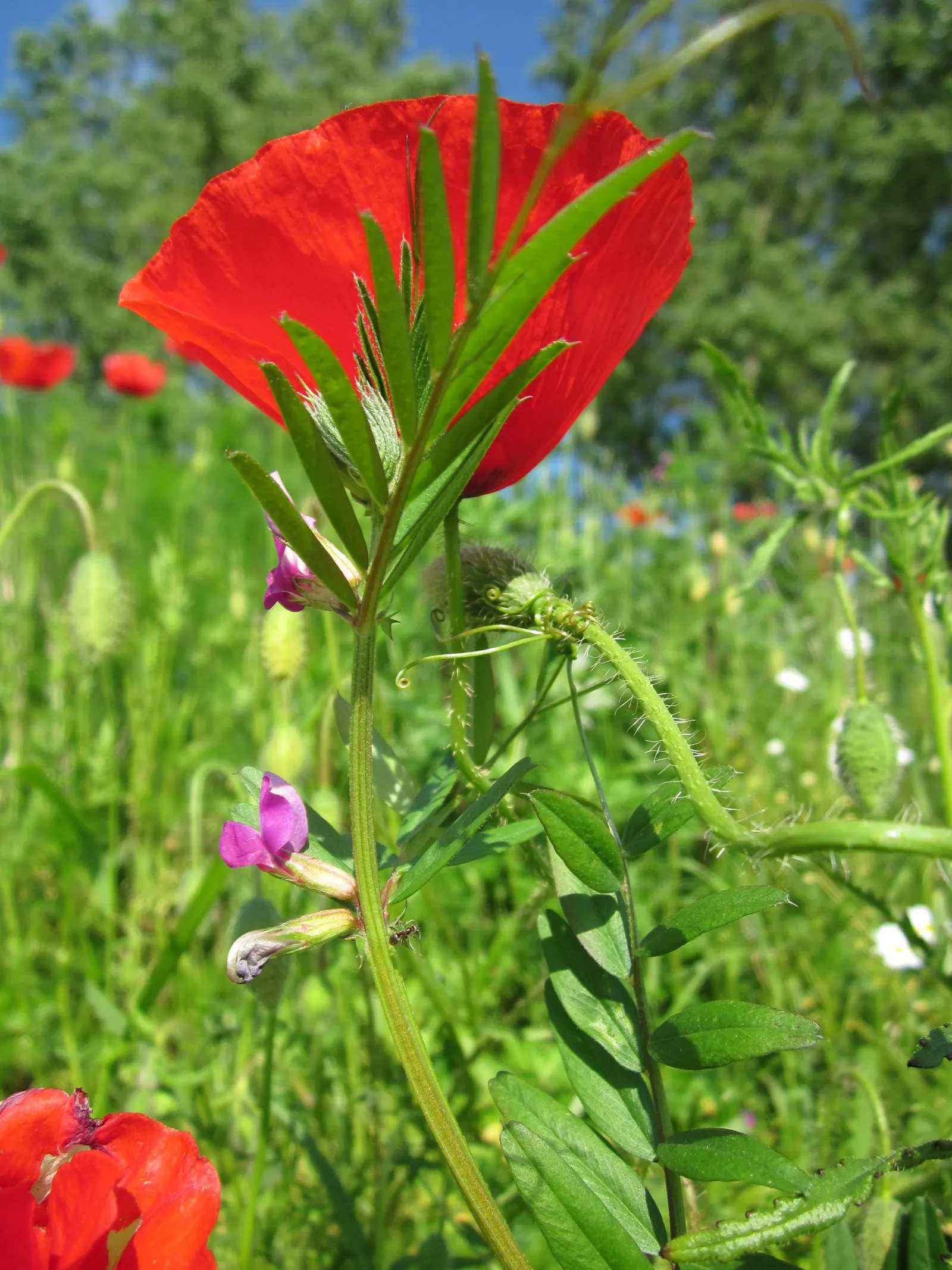 Shirley, Field Or Flanders Poppy (Papaver Rhoeas 'Red Shirley') — though allowing some heads to go to seed can encourage self-sowing; ensuring a return of