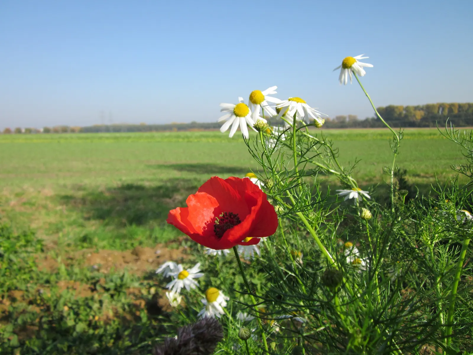 Shirley, Field Or Flanders Poppy (Papaver Rhoeas 'Red Shirley') — They contribute to biodiversity by attracting various pollinators including bees