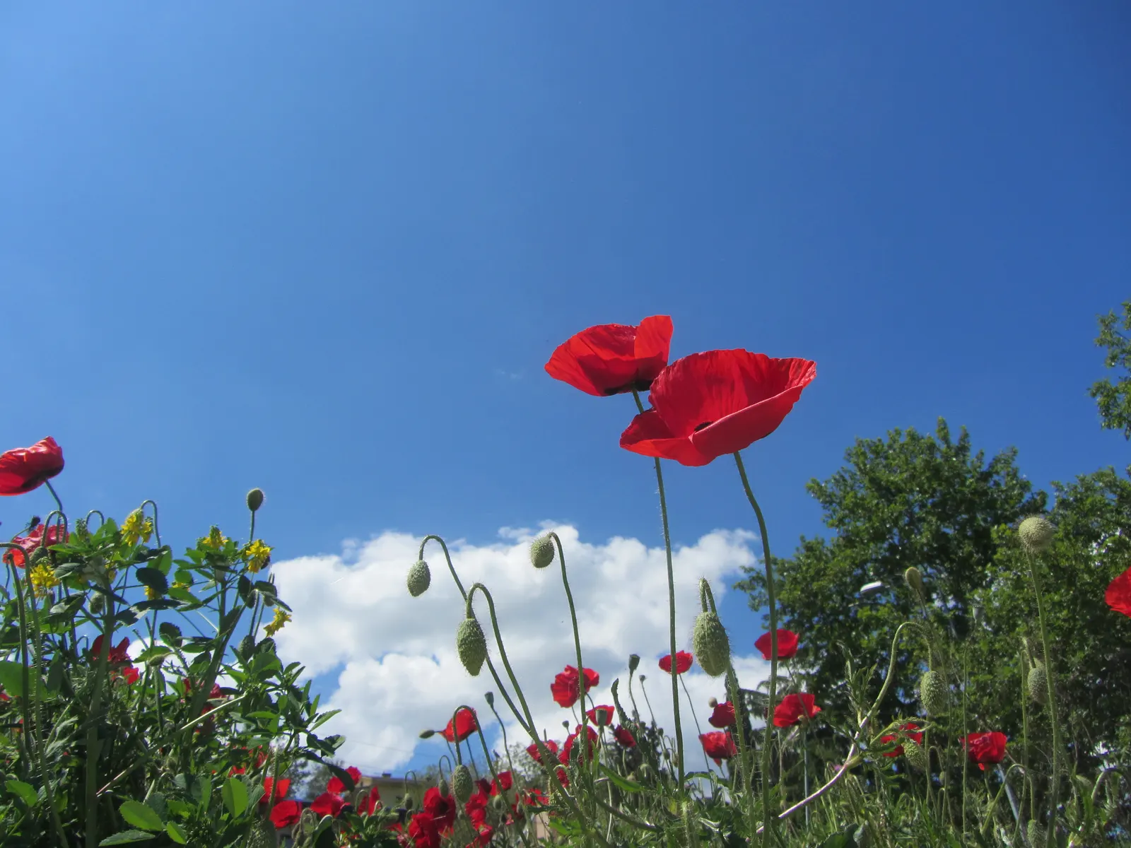 Shirley, Field Or Flanders Poppy (Papaver Rhoeas 'Red Shirley') — thus supporting the local ecosystem.<br><br>To ensure a season-long display; they contribute