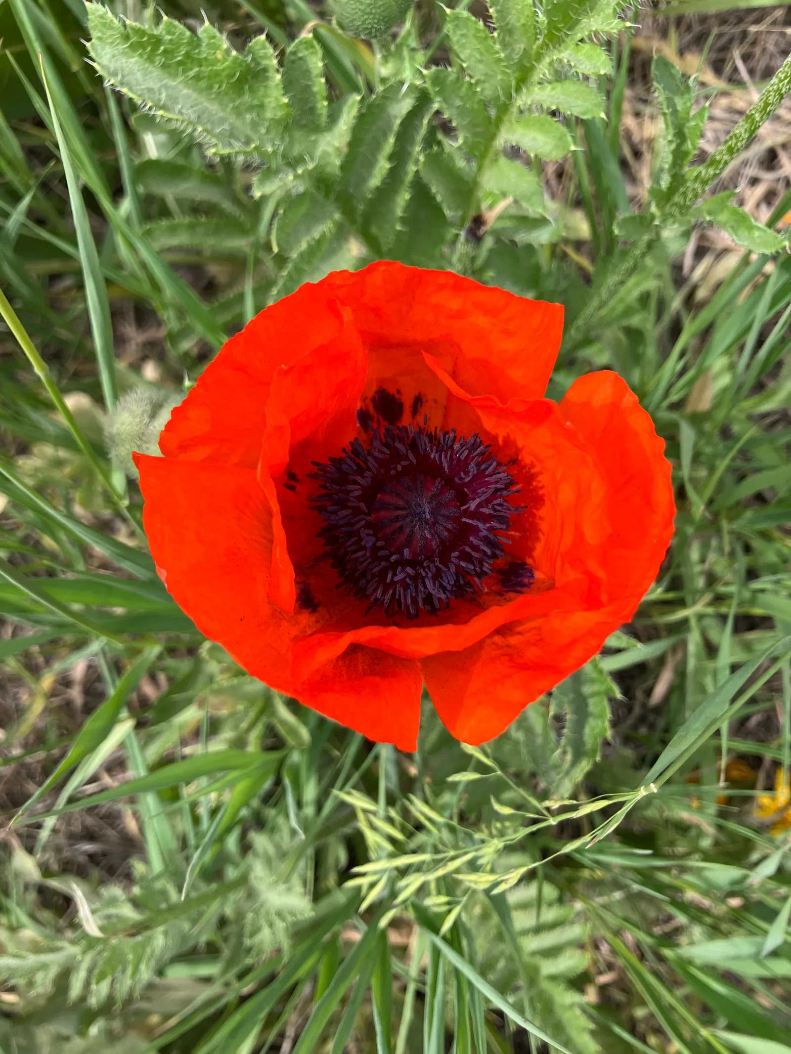 Shirley, Field Or Flanders Poppy (Papaver Rhoeas 'Red Shirley') — though allowing some heads to go to seed can encourage self-sowing