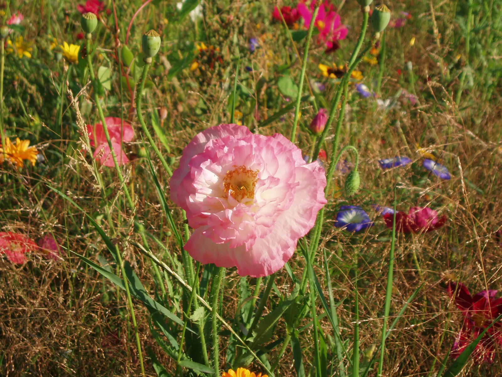Shirley, Field Or Flanders Poppy (Papaver Rhoeas 'Red Shirley') — Regular deadheading of spent flowers may prolong blooming; they contribute to biodiversity by