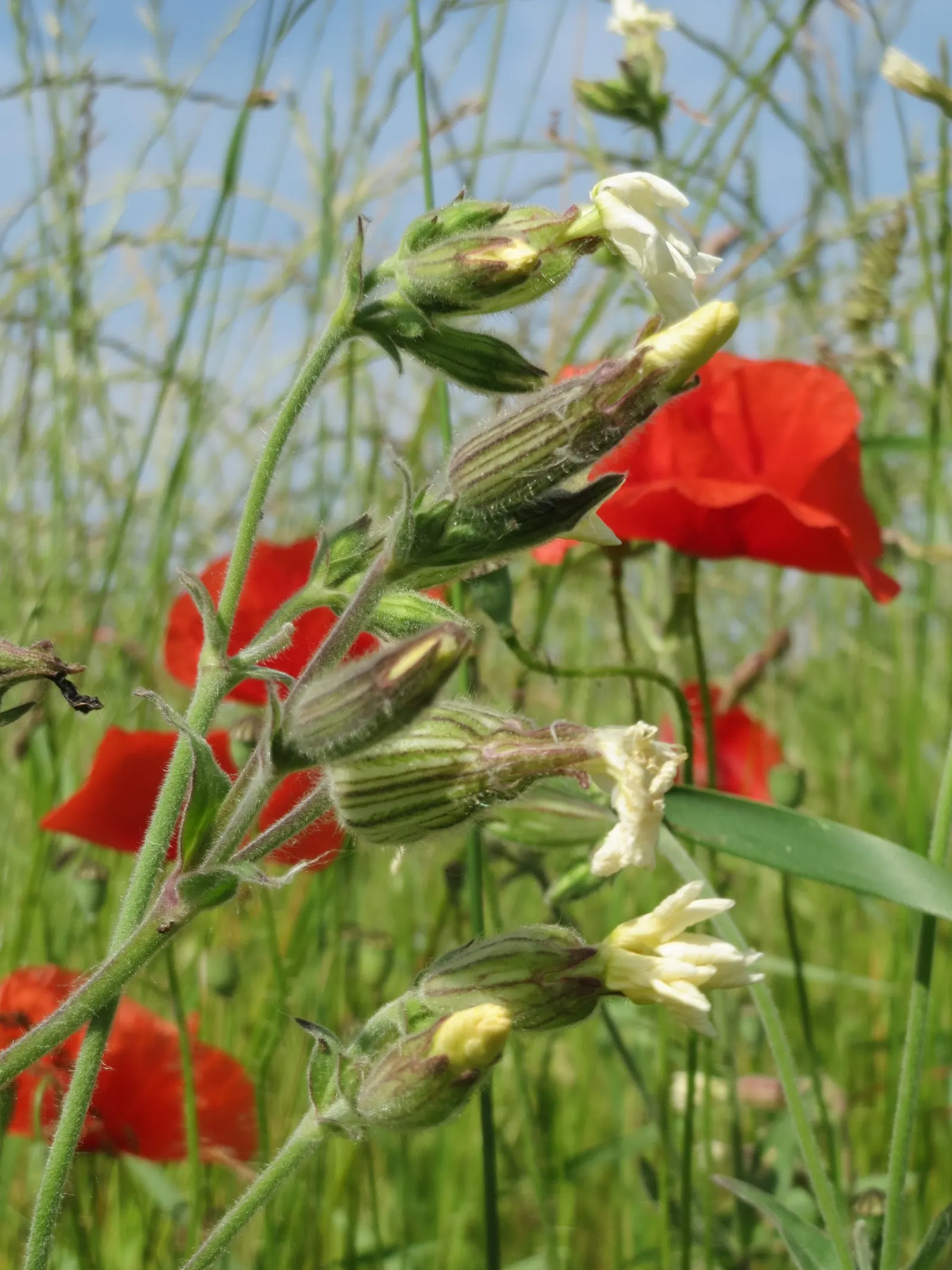 Shirley, Field Or Flanders Poppy (Papaver Rhoeas 'Red Shirley') — Regular deadheading of spent flowers may prolong blooming