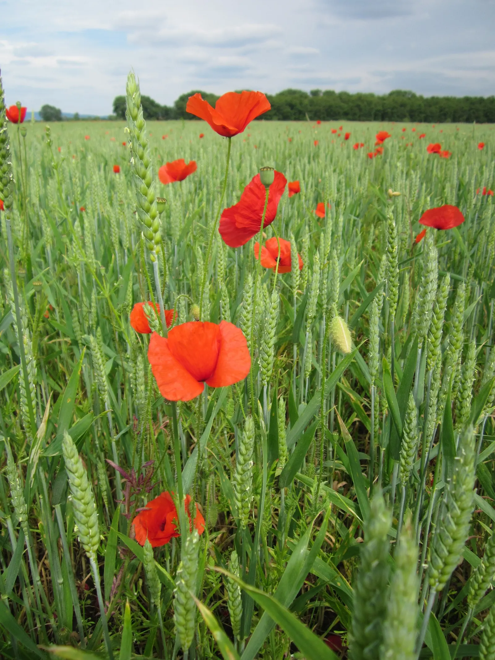 Shirley, Field Or Flanders Poppy (Papaver Rhoeas 'Red Shirley') — measuring up to 4 inches in diameter; ensuring a return of these cherished blooms in