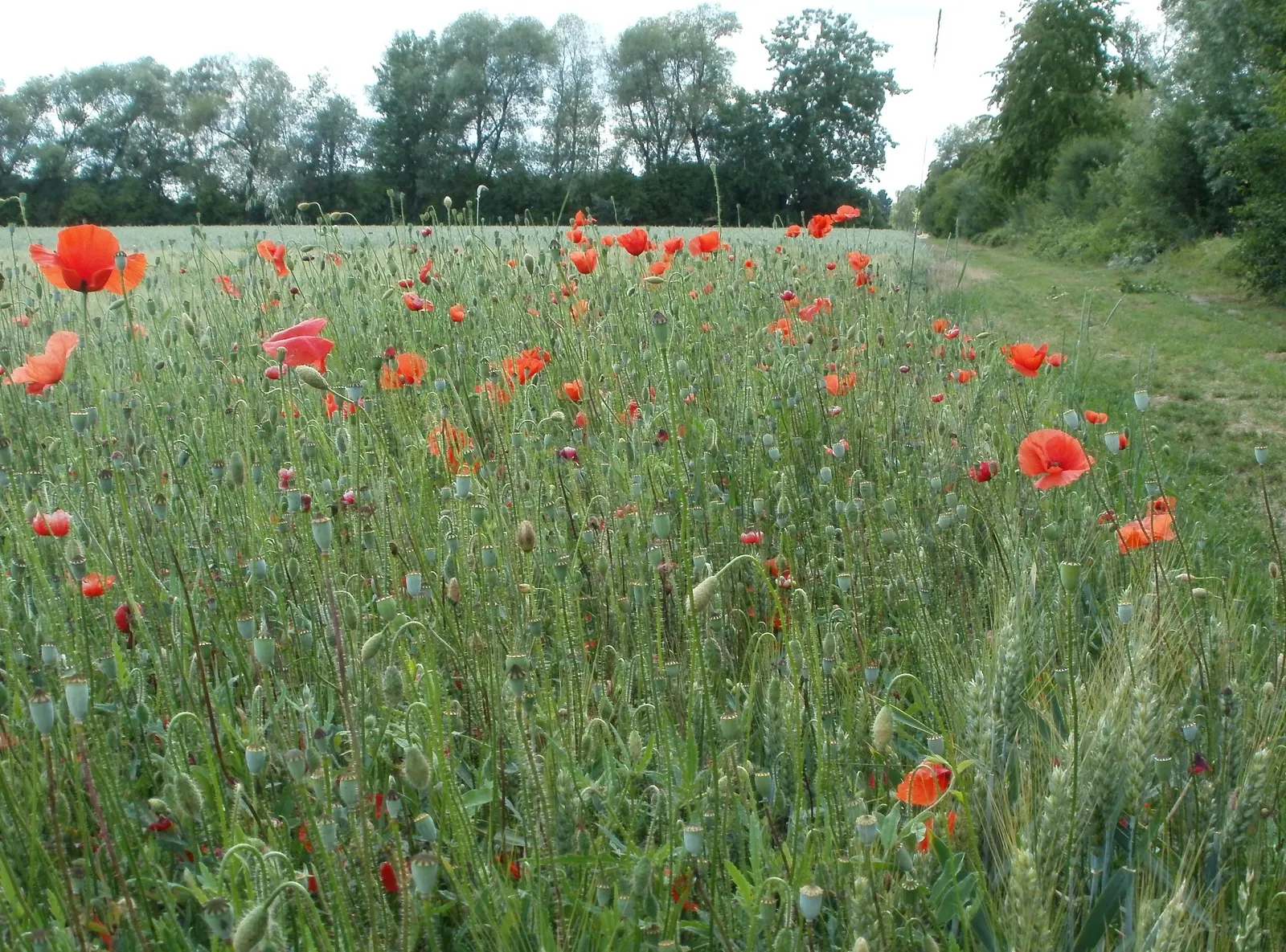 Shirley, Field Or Flanders Poppy (Papaver Rhoeas 'Red Shirley') — hardiness zones 2 to 8 and flourishes in full sun to partial shade; ensuring a return of