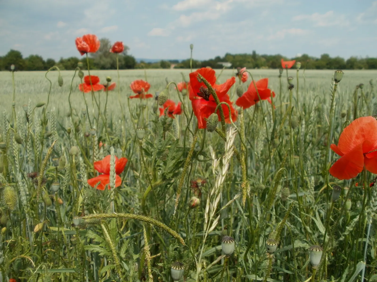 Shirley, Field Or Flanders Poppy (Papaver Rhoeas 'Red Shirley') — these poppies thrive in full sun and well-drained soil; ideal for adding a splash of color to