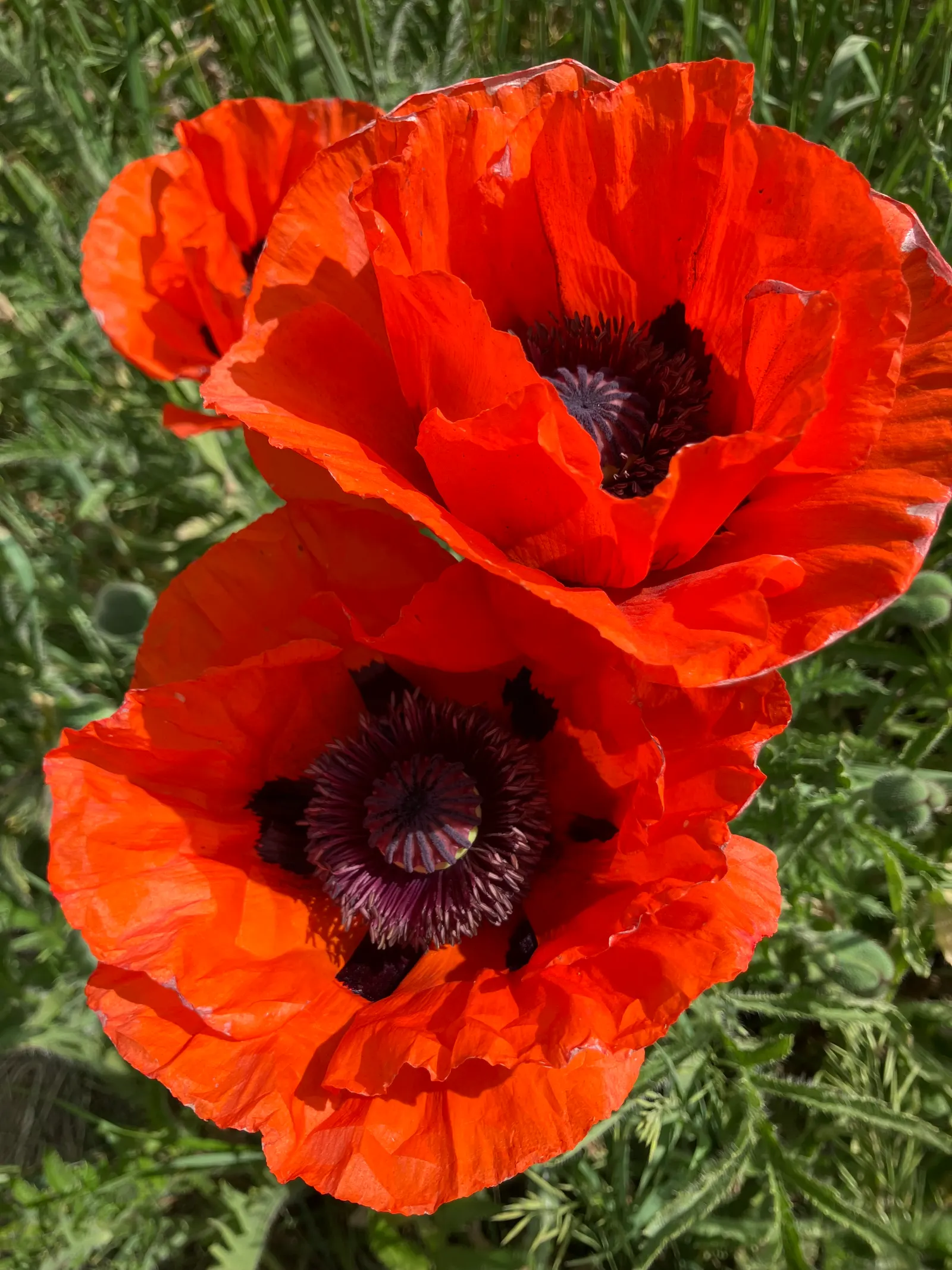 Shirley, Field Or Flanders Poppy (Papaver Rhoeas 'Red Shirley') — annual with multi-colored and red blooms