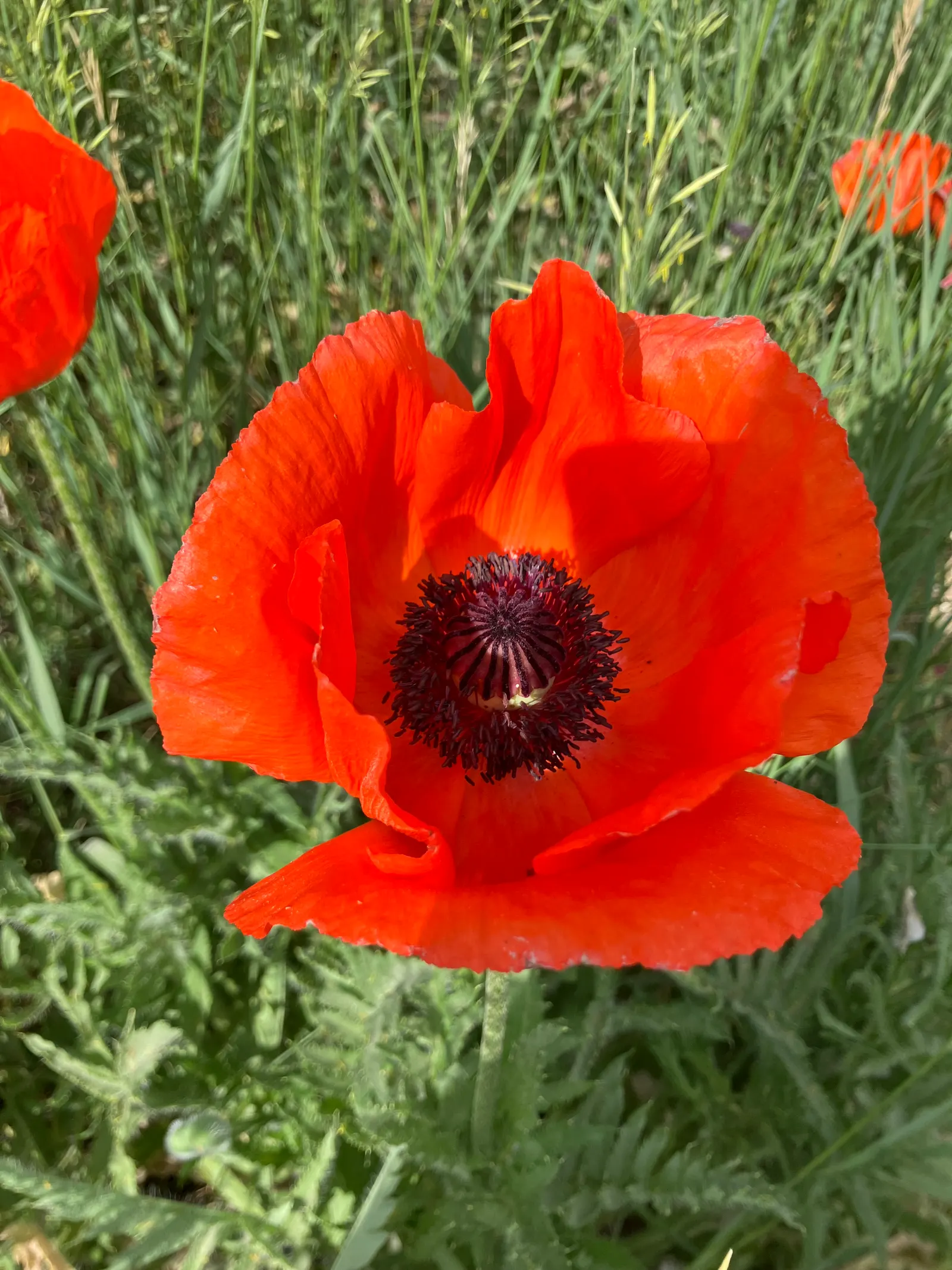 Shirley, Field Or Flanders Poppy (Papaver Rhoeas 'Red Shirley') — red-petaled blooms with a satin sheen