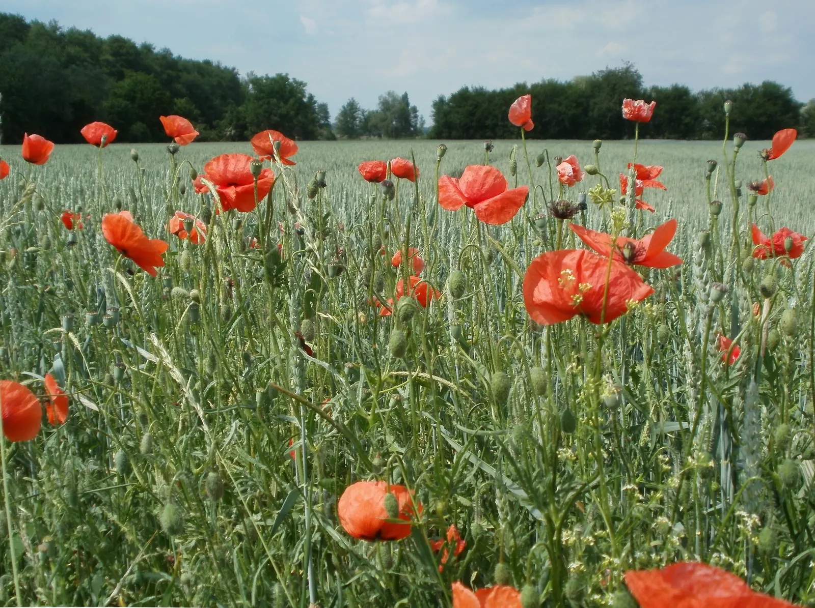 Shirley, Field Or Flanders Poppy (Papaver Rhoeas 'Red Shirley') — Blossoms are typically around 3-4 inches in diameter, atop slender stems reaching 18-30