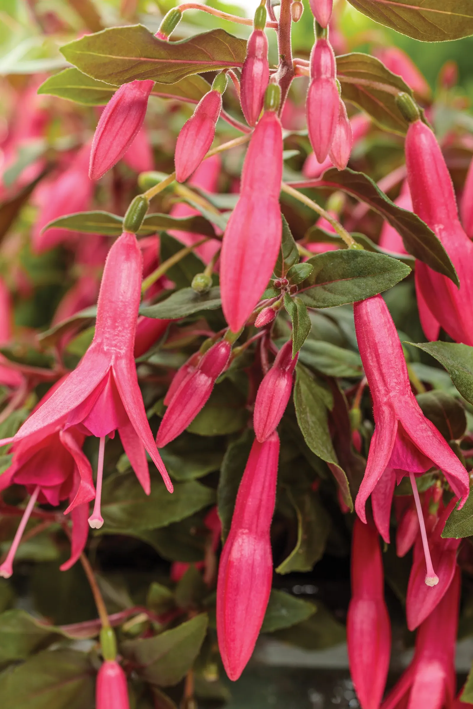 Hot Pink fuchsia — information and resources
