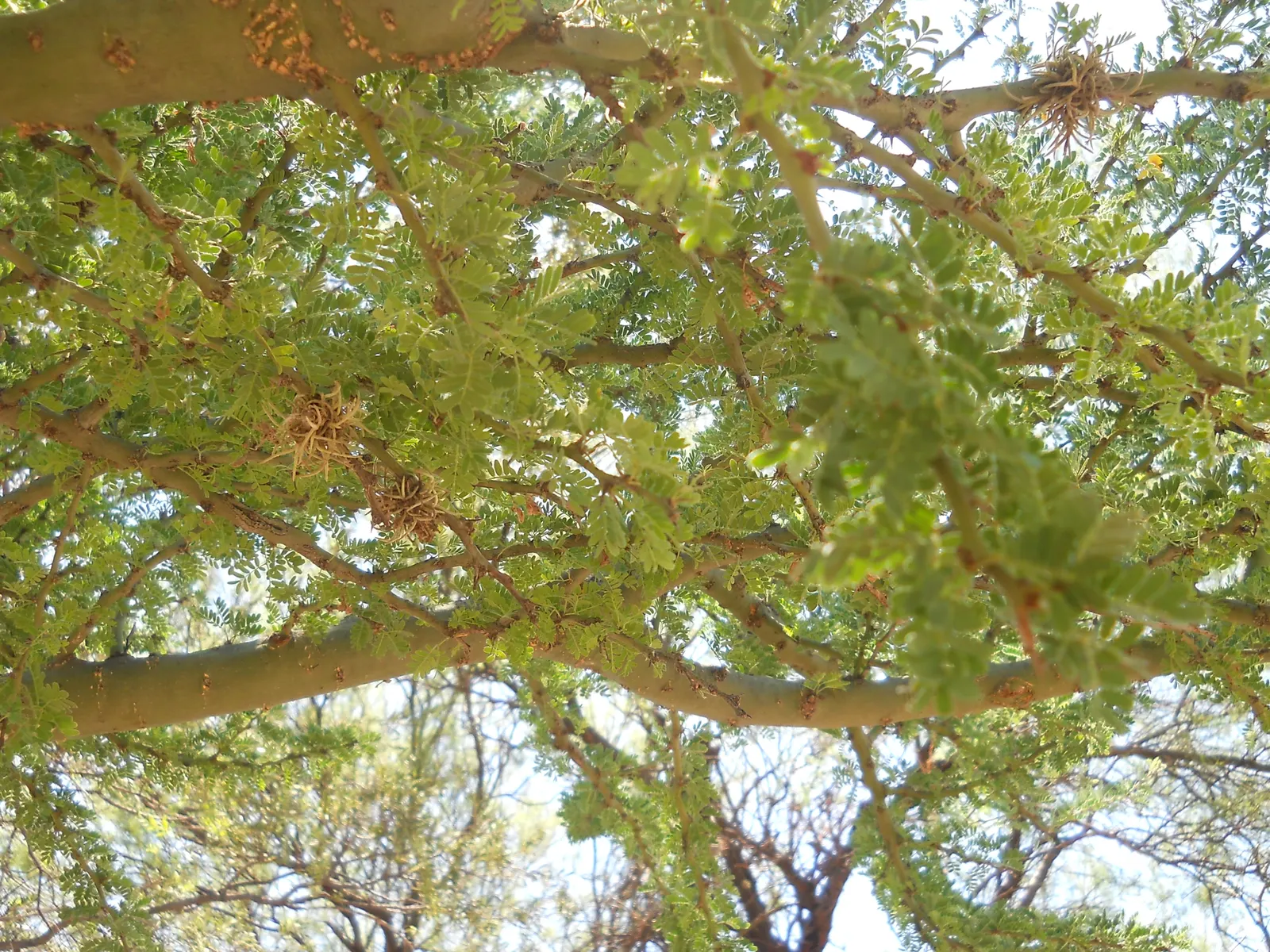 Palo Brea, Sonoran Palo Verde (Parkinsonia Praecox) — this drought-tolerant tree provides dappled shade